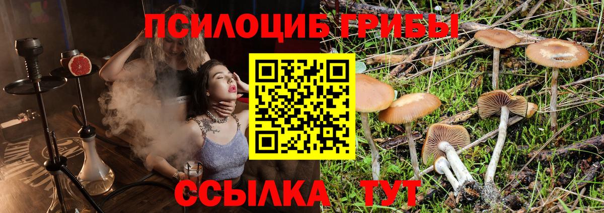 Галлюциногенные грибы Psilocybine cubensis Сухой Лог